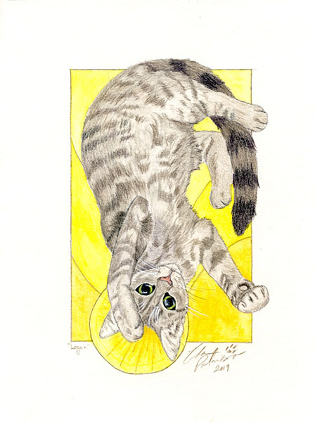 watercolor pencil and colored pencil drawing of a little gray kitten with a halo upside down and exposing his belly